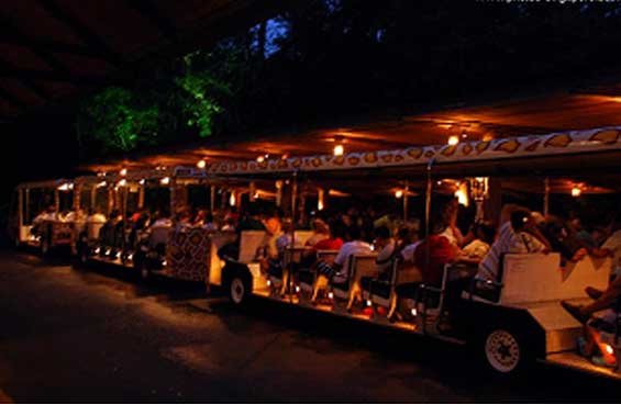 Night Safari