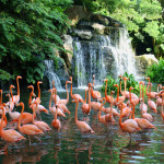 Jurong Bird Park