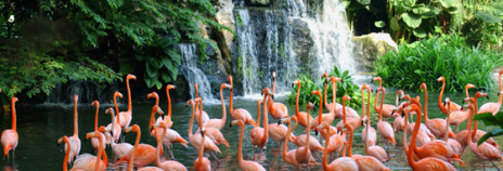 Jurong Bird Park
