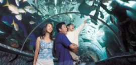 Marine Life Park
